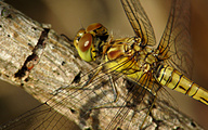 Moustached Darter (Female, Sympetrum vulgatum)